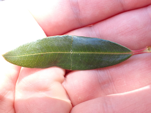 Comarostaphylis arbutoides, photograph 1