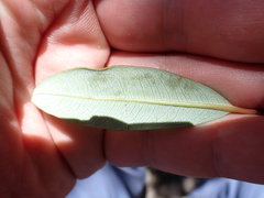 Comarostaphylis arbutoides, photograph (c) birdzilla, some rights reserved (CC BY)