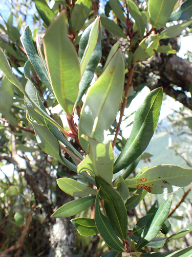 Comarostaphylis arbutoides, photograph 5