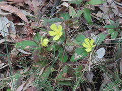 (c) ian_mcallan, some rights reserved (CC BY) Hibbertia dentata, photograph (c) ian_mcallan, some rights reserved (CC BY)