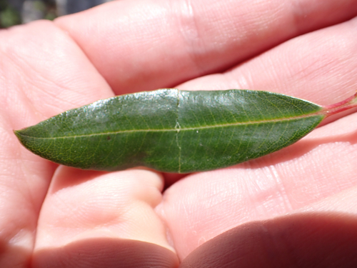 Comarostaphylis arbutoides