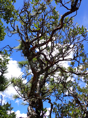 Comarostaphylis arbutoides, photograph (c) birdzilla, some rights reserved (CC BY)