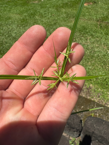 Cyperus sphacelatus observed 2026-09-05
