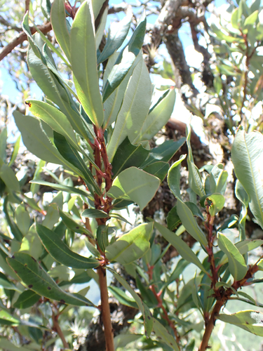 Comarostaphylis arbutoides, photograph 6