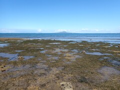 Zostera muelleri, photograph (c) Javier, some rights reserved (CC BY)