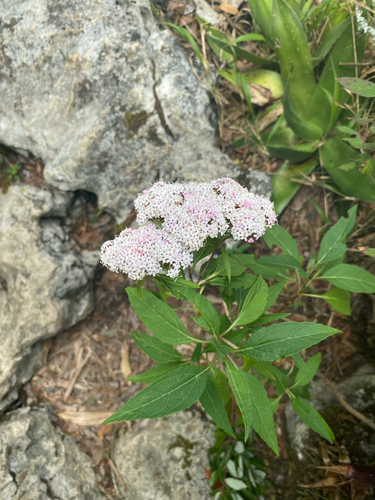 Stevia lucida, photograph 1