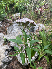 Stevia lucida, photograph (c) birdzilla, some rights reserved (CC BY)