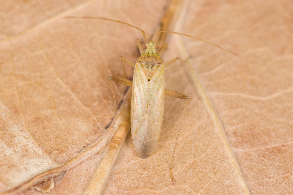 Creontiades pallidus