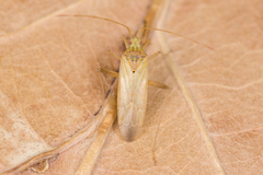 Creontiades pallidus