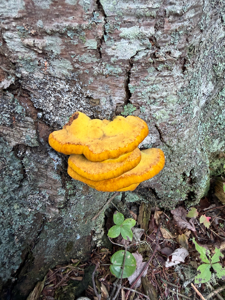 Phaeolus hispidoides · September 2026 · photo: Photo: (c) Eli Talhouk, some rights reserved (CC BY) · iNaturalist