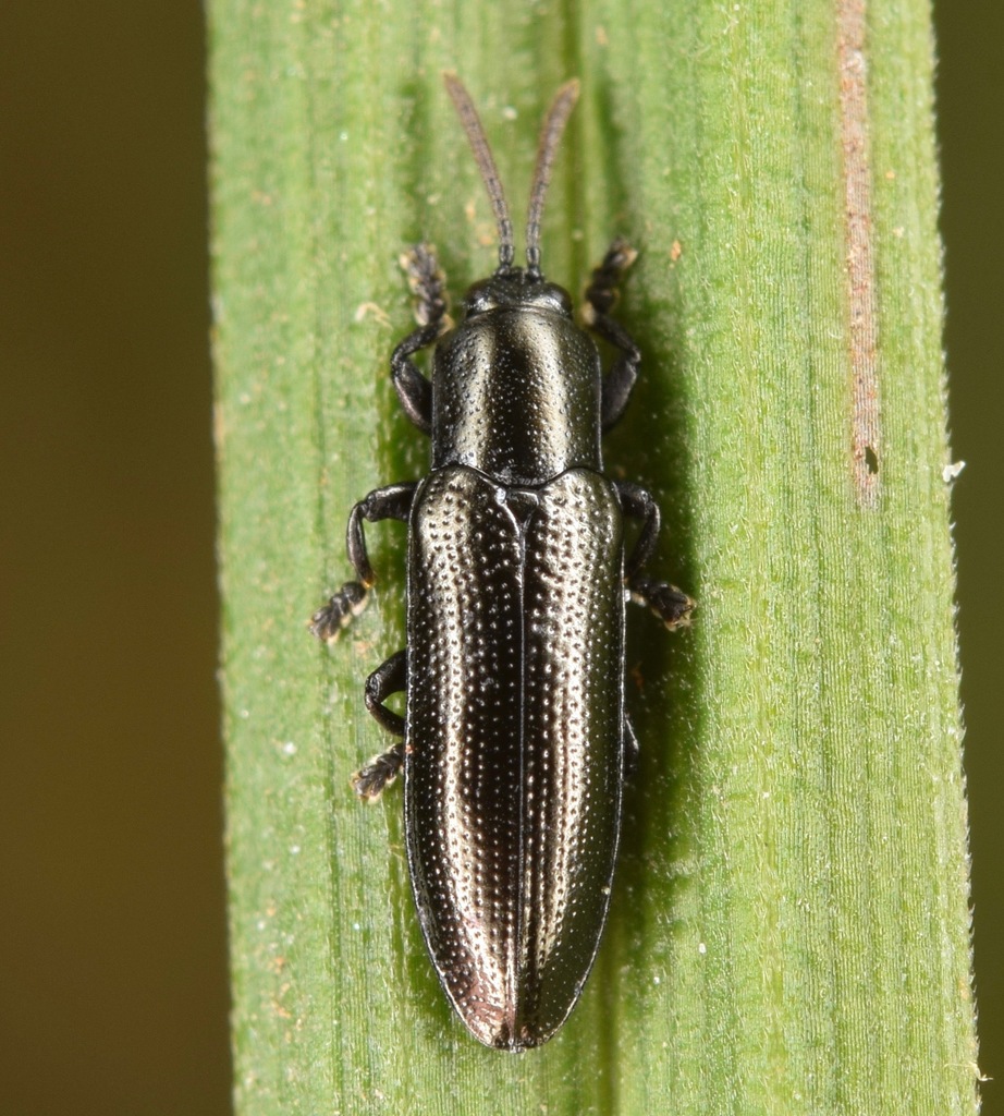 Black Smooth Hispine
