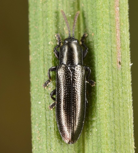 Black Smooth Hispine