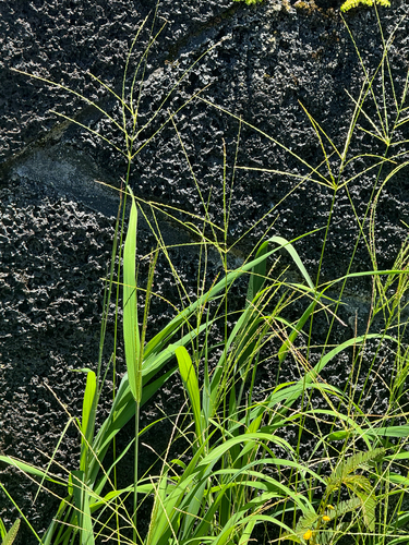 Digitaria ciliaris observed 2026-09-05