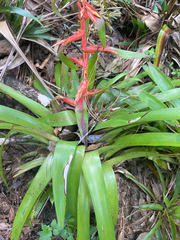 Tillandsia guatemalensis, photograph (c) birdzilla, some rights reserved (CC BY)