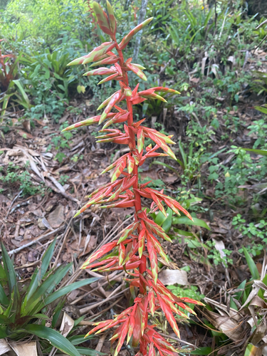 Tillandsia guatemalensis, photograph 4