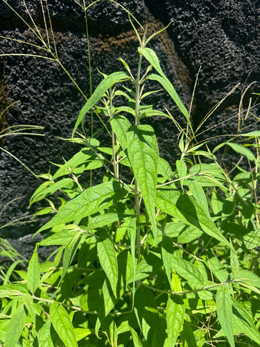 Buddleja asiatica observed 2026-09-05