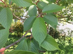 Magnoliopsida