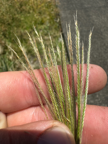 Chloris radiata observed 2026-09-05