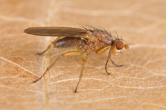 Morpholeria ruficornis