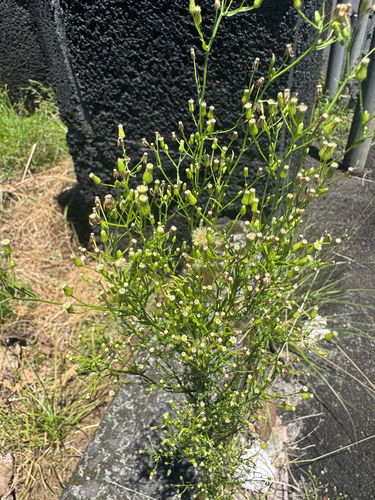 Erigeron canadensis observed 2026-09-05