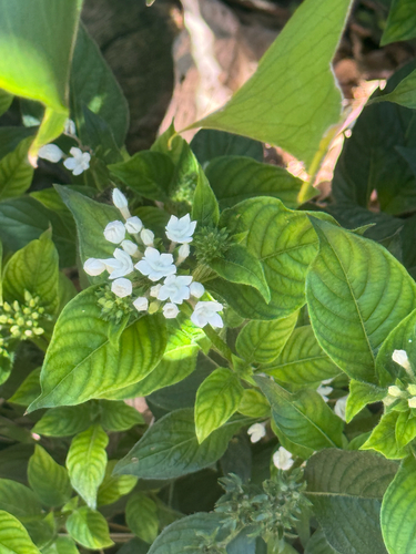 Pentas, 2026-09-05