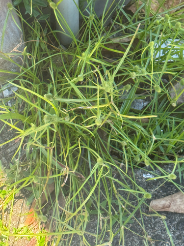 Cyperus brevifolius observed 2026-09-05