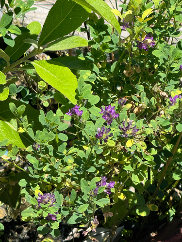 Medicago, 2026-09-05