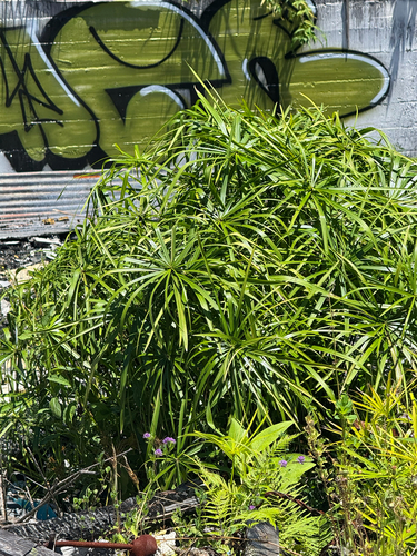 Cyperus alternifolius observed 2026-09-05