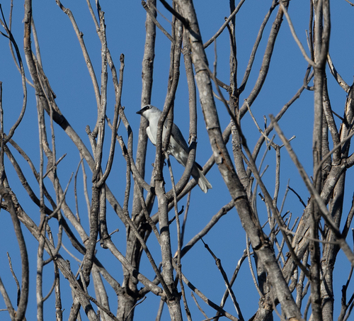 White-bellied Cuckooshrike