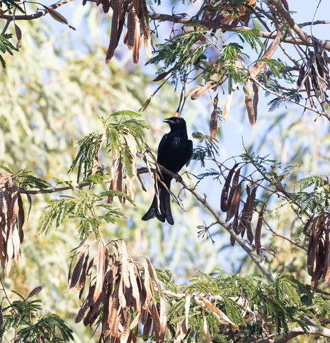 Spangled Drongo