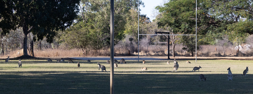 Agile Wallaby