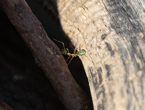 Asian Weaver Ant