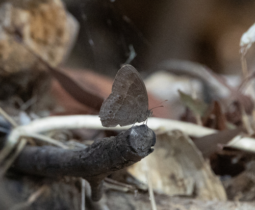 Dingy Bushbrown