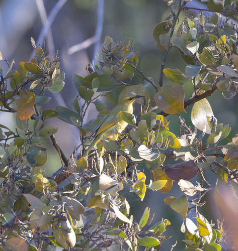 Yellow Honeyeater