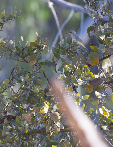 Brown Honeyeater