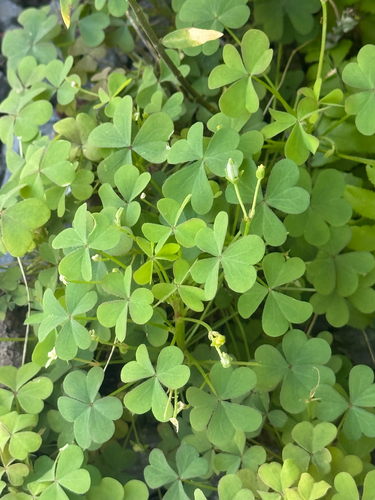 Oxalis corniculata observed 2026-09-05