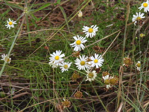 Aphanostephus ramosissimus