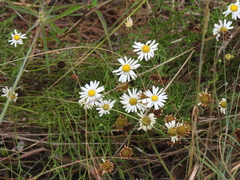 Aphanostephus ramosissimus