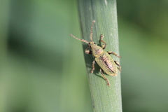 Phyllobius betulinus