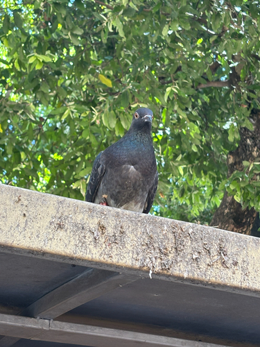 Feral Pigeon