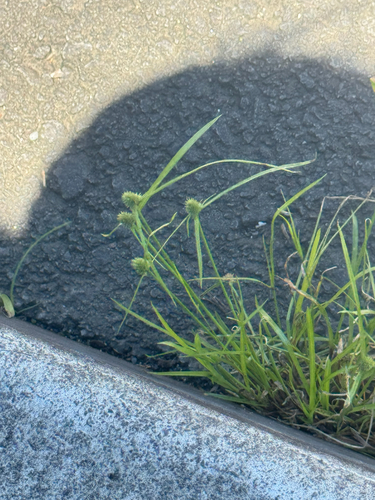 Cyperus brevifolius observed 2026-09-05
