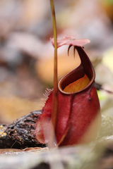 Nepenthes bicalcarata