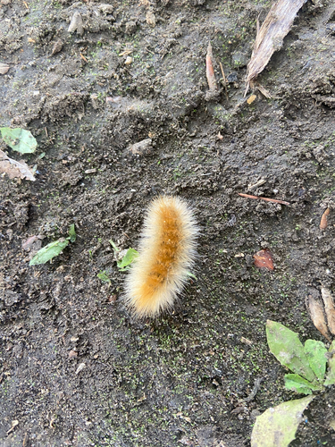 Virginian Tiger Moth