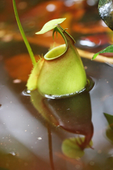Nepenthes bicalcarata