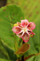 Dillenia suffruticosa