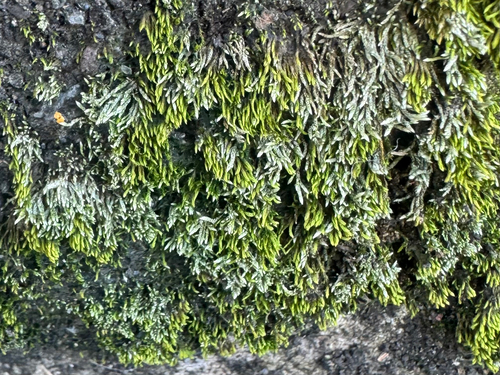 Bryum argenteum observed 2026-09-05