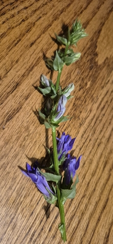great blue lobelia