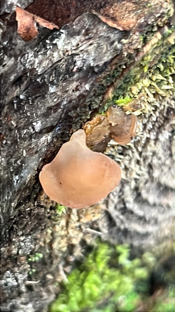 Jelly Tree Ear · September 2026 · photo: Photo: (c) Sheila Furlong, some rights reserved (CC BY-SA) · iNaturalist