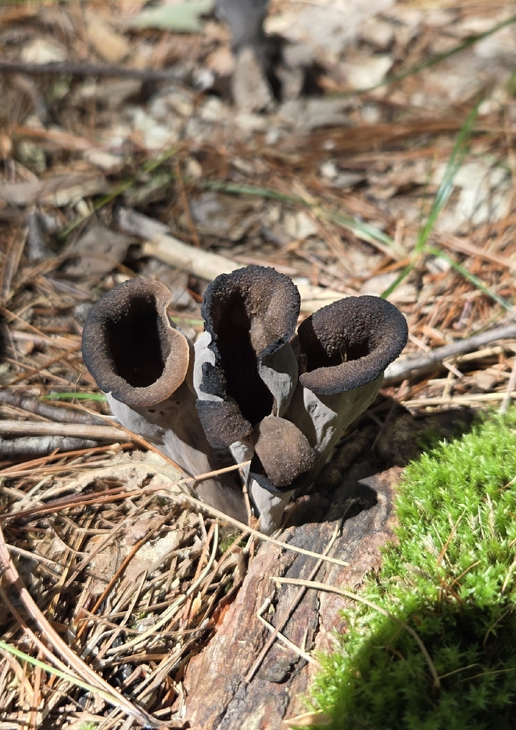 Eastern Black Trumpet · September 2026 · photo: Photo: (c) Dan Riley, some rights reserved (CC BY) · iNaturalist