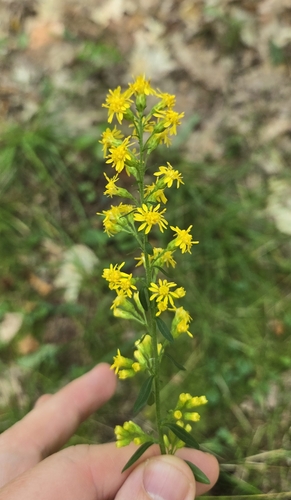 Solidago hispida, photograph 3